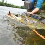 Closeup of brown trout fish being fishhooked